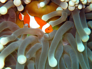 Anemone with a clown-fish