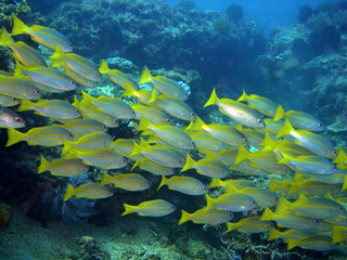 Fototapeta na wymiar School of yellow fishes