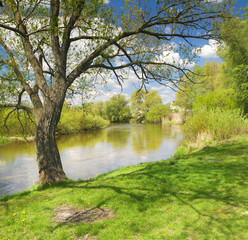 Fototapeta na wymiar Tree on river bank