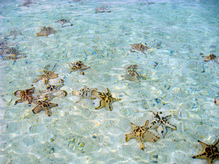 Starfishes in clear water