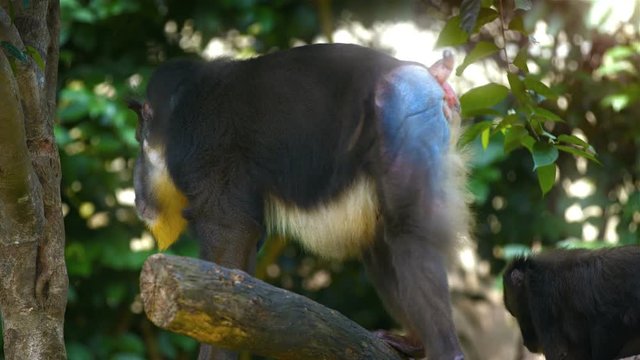 Male mandrill monkeys, with their typical blue and red backsides and yellow facial hair, in their habitat enclosure at the zoo. UHD video