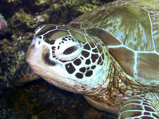 Close up of a sea turtle