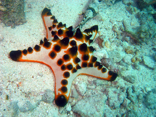 Starfish in the sand