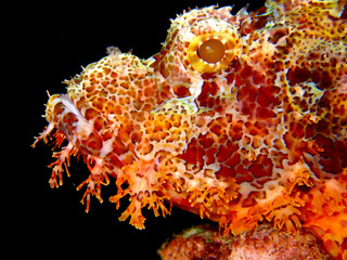 Profile of a scorpionfish