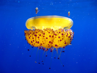 Yellow Jellyfish