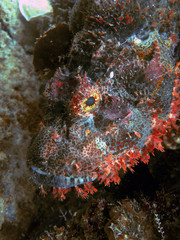 Close up of a scorpionfish