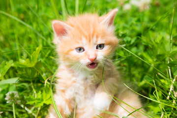 Small ginger kitten
