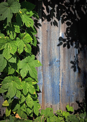 Rustic blue wooden texture with copy space with frame of natural herbal climbing plant in the sunshine