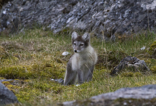 Norway, Svalbard, Prins Karls Forland.