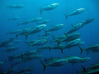 School of tuna swimming in a net cage
