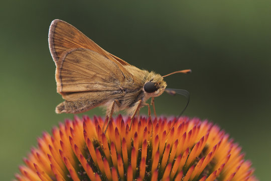 Bunchgrass Skipper, Problema byssus