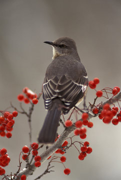 Mockingbird among hawthorn berries