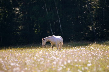 dream pasture, paint horse between blooming flowers
