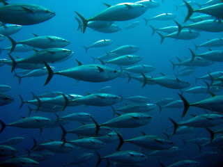 Naklejka premium School of tuna