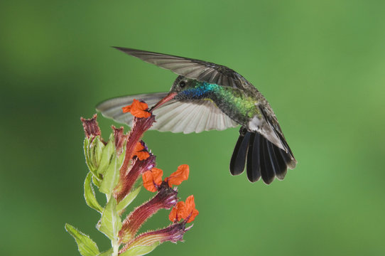 Broad-billed Hummingbird, Cynanthus latirostris, male in flight feeding on Flower,Tucson, Arizona, USA, September