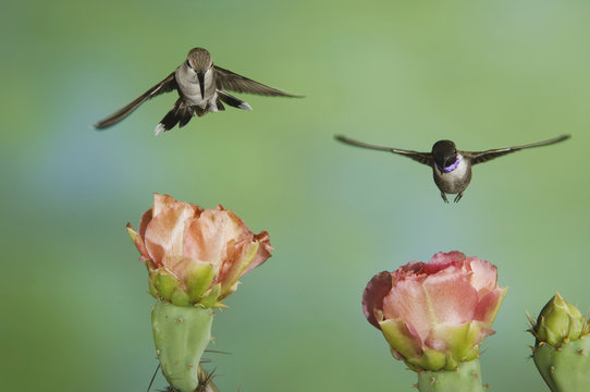 Black-chinned Hummingbird, Archilochus alexandri, male and female in flight feeding on Texas Prickly Pear Cactus (Opuntia lindheimeri), Uvalde County, Hill Country, Texas, USA, April