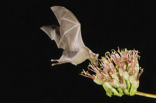 Lesser Long-nosed Bat, Leptonycteris curasoae, adult in flight at night feeding on Agave blossom (Agave spp.),Tucson, Arizona, USA, September