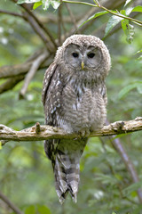 Habichtskauz Jungvogel