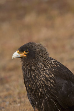 A striated Caracara or Johnny Rook as they are known by Falkland sheep farmers used to have a bounty on its head, and is now one of the most endangered birds of prey in the world