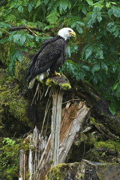 USA, Alaska, Inside Passage. Bald eagle on splintered log near Anan Creek.