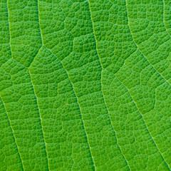 Green leaves background