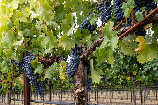 Clusters of ripe red wine grapes on the vine at harvest. Looking up at grapevines in autumn, with green, yellow leaves. Grapes hang from vines in Napa Valley California.