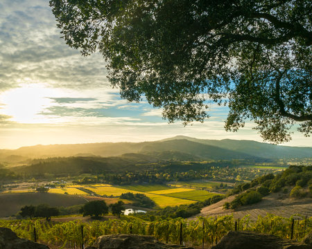 Sunset At Sonoma California Patchwork Vineyard At Harvest. Vista Of Sonoma Valley Wine Country, With Patches Of Yellow And Green Vines In Autumn. Sunbeams Shine On Mountains And Valleys.