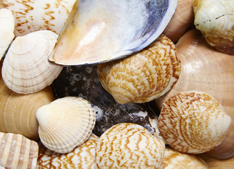 Full page of sea shells forming a background texture