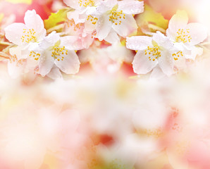 Fototapeta premium White jasmine. The branch delicate spring flowers