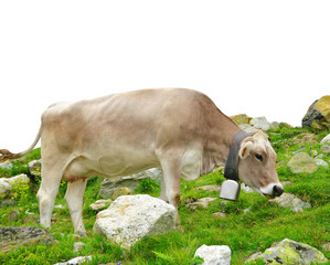 Fototapeta premium Cow in the meadow