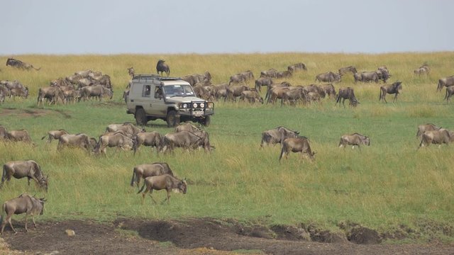 Tourists in safari jeep looking at great migration of wildebeest
