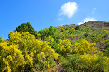Yellow flowering bushes Cytisus scoparius on Vesuvius volcano next to Naples. Italy