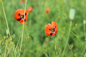 Red poppy flowers, close up