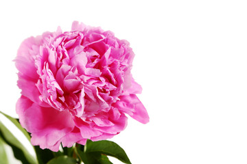 Pink peony flowers isolated on a white