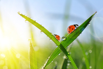Fresh morning dew on green grass and ladybirds. Natural background.