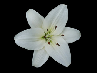 Fototapeta na wymiar Hybrid lily 'Donatello' white flower isolated on black