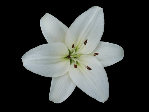 Hybrid lily 'Donatello' white flower isolated on black