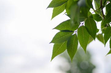 Листья дерева © thefan49