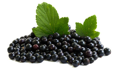 Black currant on a white background
