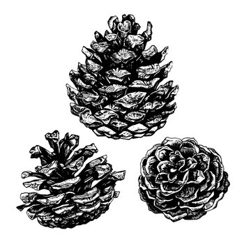 Hand drawn illustration of pinecone