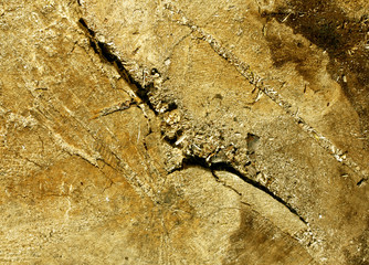 Abstract tree cut texture