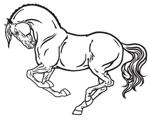 horse stallion in gallop. Side view outline black and white vector