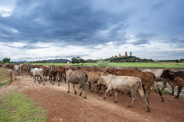 Naklejka na ściany i meble A group of cow walking on the road