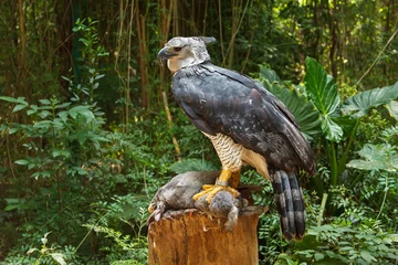 Tuinposter Arend Harpy Eagle eating bunny