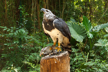 Harpy Eagle eating bunny