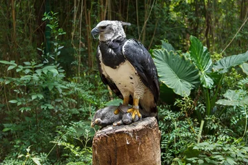 Crédence de cuisine en verre imprimé Aigle Harpy Eagle mangeant un lapin