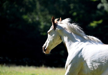 Fototapeta na wymiar free, paint horse running wild