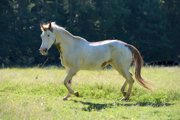 gut drauf, geschecktes Pferd auf der Weide