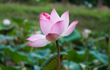 Obraz premium Lotus