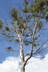 single leafed tree